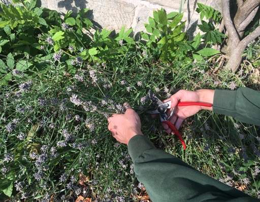 Cutting lavender